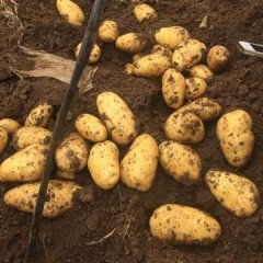 2016凌海土豆价格波动不大