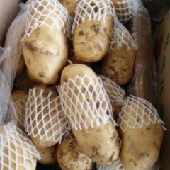 供应山东肥城冷库荷兰十五土豆
