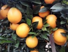 道县本地有大量优质脐橙  全天然农家种植