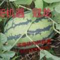 2016扶沟西瓜俏销大江南北