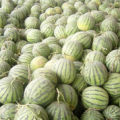河南开封花皮无籽西瓜成熟上市7-9月份