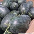 太康常营刘先生8424西瓜