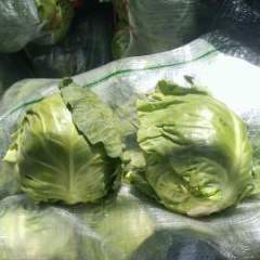 太白塘口太白刘7月中甘21甘蓝