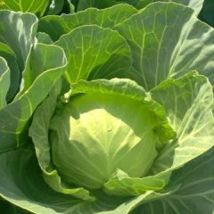 甘肃安定中甘21甘蓝随行就市