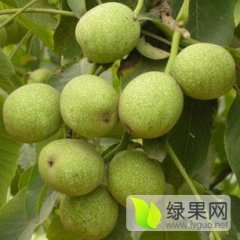 2016绛县青皮核桃出售