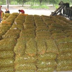 陕西省大荔县青皮核桃上市了