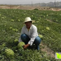 甘肃靖远金花西瓜上市口感甘甜耐运输大量供应
