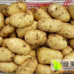 费县凤强果蔬市场荷兰七号土豆欢迎选购