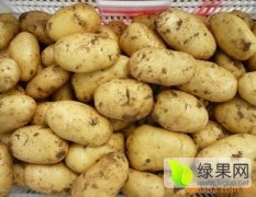 费县凤强果蔬市场荷兰七号土豆欢迎选购