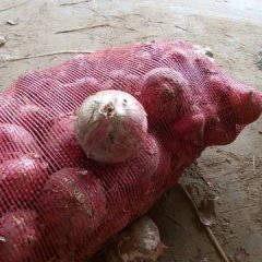 通许洋葱欢迎合作,后城马建立诚信合作