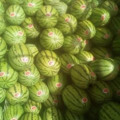 甘肃靖远硒砂瓜西瓜价格行情平稳