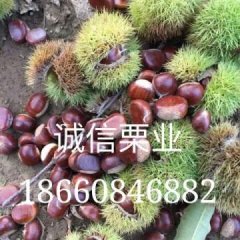 泰山板栗报价/山东板栗产区