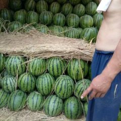 诚信第一、质量上乘（最新价格）