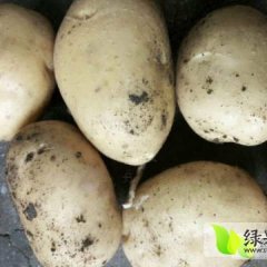 公主岭土豆营养丰富