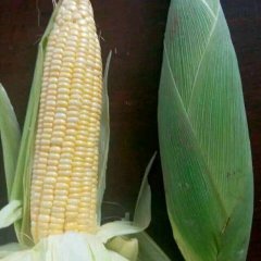 2016杞县玉米收购工作全面开展