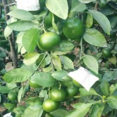 我地的特早蜜桔馬上就快要上市了