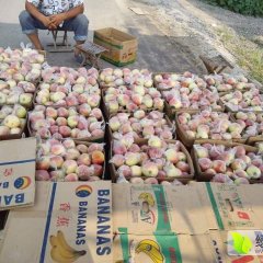 美国八号苹果大量上市随行就市安固张文龙诚信