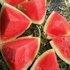 会宁精品 石头瓜