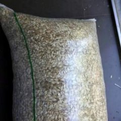 湖北蔬菜基地 南瓜籽 正在上应