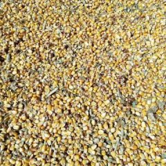 湖北蔬菜基地 玉米粒 正在上市