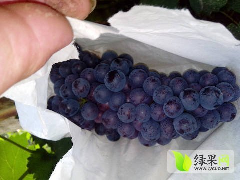 2016年山东夏津夏黑葡萄价格