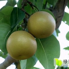 湖北钟祥沙梨随行就市
