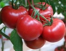 寿光金银岛种业越冬里昂198西红柿种子、种苗