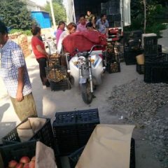 临猗苹果质量上乘,品质好