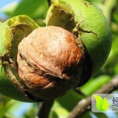 大荔核桃上货量大,个大、皮薄、香脆可口