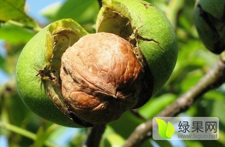 2016年陕西大荔青皮核桃价格