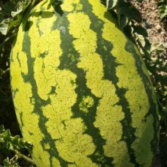 会宁郭城小姜7月金城5号西瓜