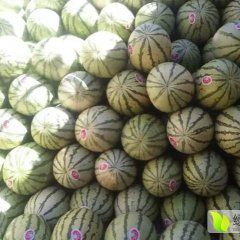 甘肃会宁金花，金城5号西瓜口感爽口