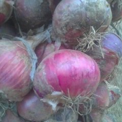 潍坊市红河镇肖家河村紫皮洋葱0.5元/斤