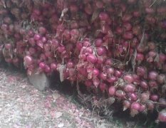 潍坊市红河镇赵德强：紫红皮洋葱