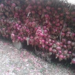 潍坊市红河镇赵德强：紫红皮洋葱