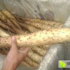 批发 出售 买卖山药豆