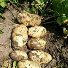 2016围场土豆十月分价格波动很大