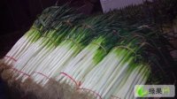 安丘大葱价格行情平稳