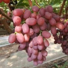 西昌礼州杨蒙9月克伦生葡萄