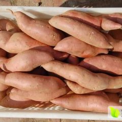 南宫红薯是名优特产