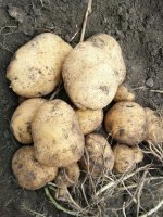 榆树本地近期有延署4号土豆上市