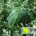 库伦旗西瓜口感爽口