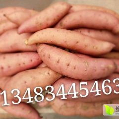 2016雄县红薯抓住商机无限