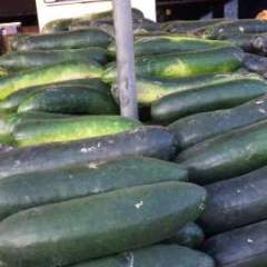 江苏大丰冬瓜品质优良诚信合作