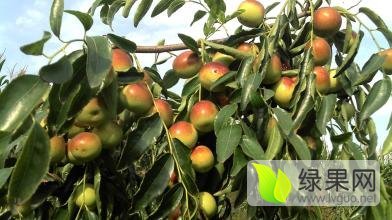 2016年陕西大荔沾化冬枣价格