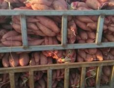 2016饶阳红薯抓住商机无限