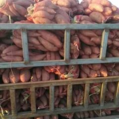 2016饶阳红薯抓住商机无限