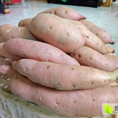 河北雄县龙署九号红薯营养丰富
