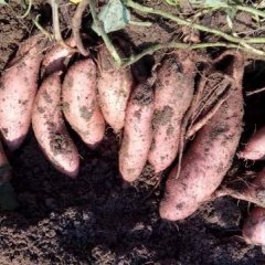 河北新乐沙地龙薯九红薯 紫罗兰紫薯