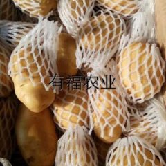 荷兰十五土豆特价直销